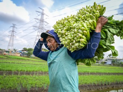 Bertani Di Perkotaan Jakarta | ANTARA Foto