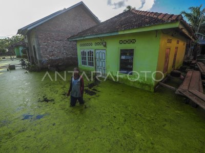 Banjir Luapan Sungai Batanghari Di Muaro Jambi | ANTARA Foto