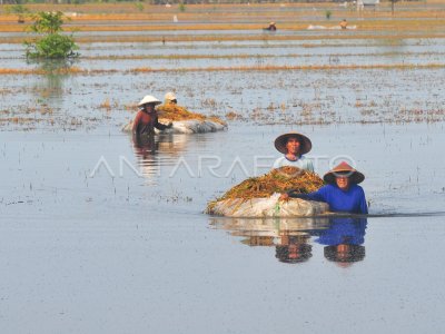 TANAMAN PADI TERENDAM BANJIR | ANTARA Foto