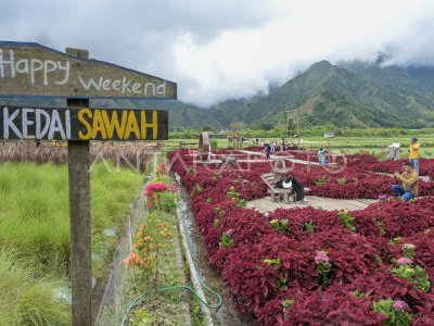 Wisata pertanian di Sembalun Lombok