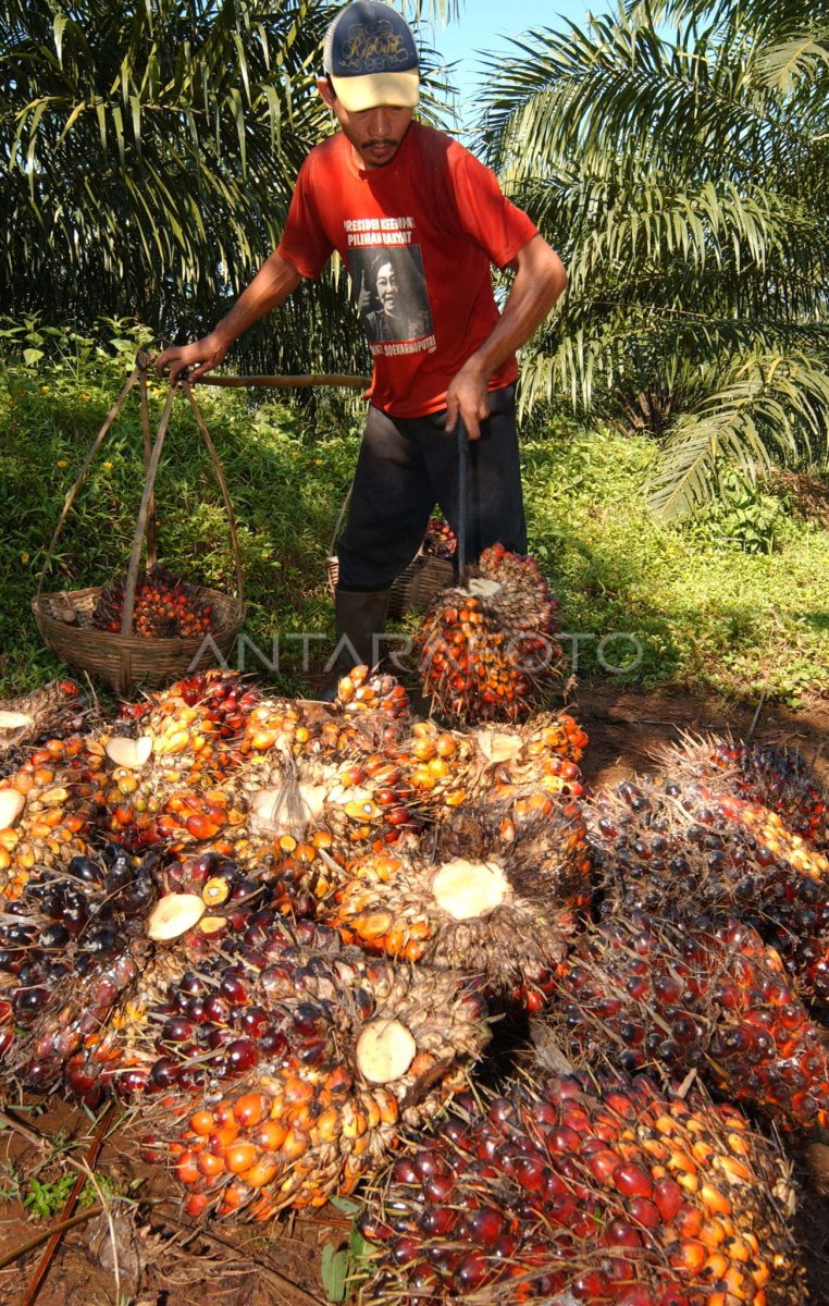 PANEN SAWIT | ANTARA Foto