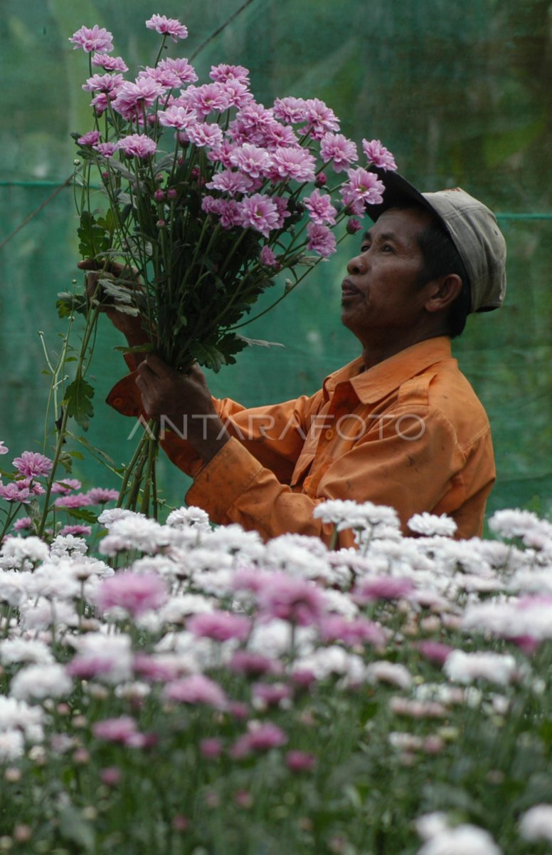 Bunga Seruni Antara Foto