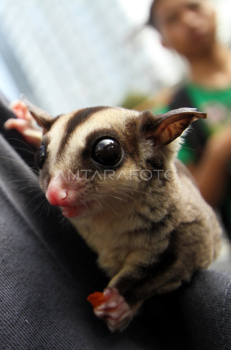 SUGAR GLIDER ANTARA Foto