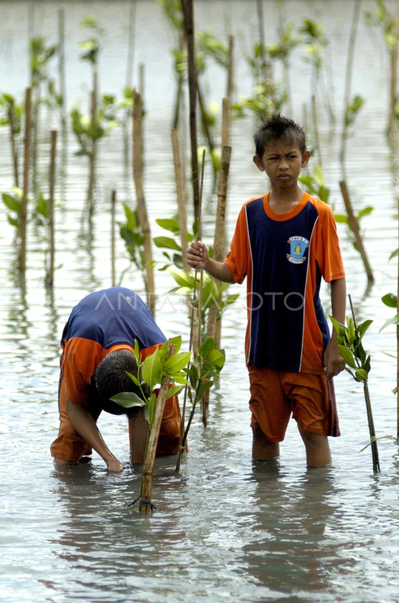 TANAM MANGROVE | ANTARA Foto