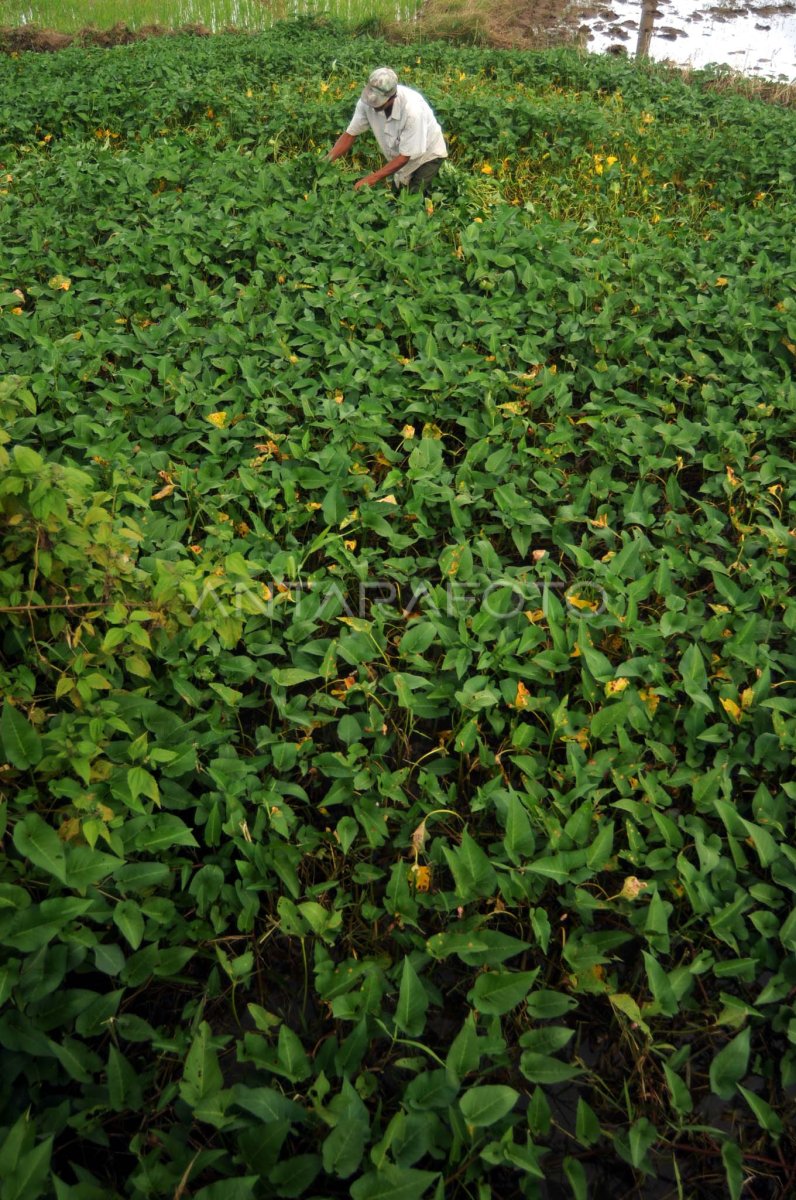 Kangkung Rawa Antara Foto