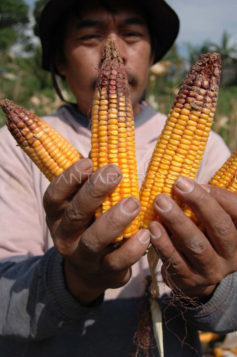 JAGUNG | ANTARA Foto