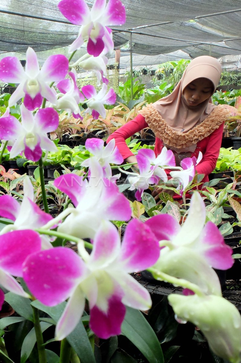 Budidaya Bunga Anggrek Antara Foto