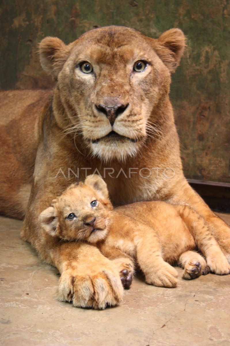 SINGA AFRIKA ANTARA Foto