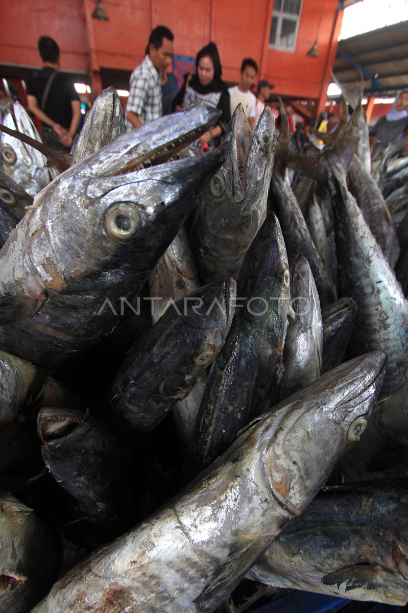 Harga Ikan Laut Naik Antara Foto