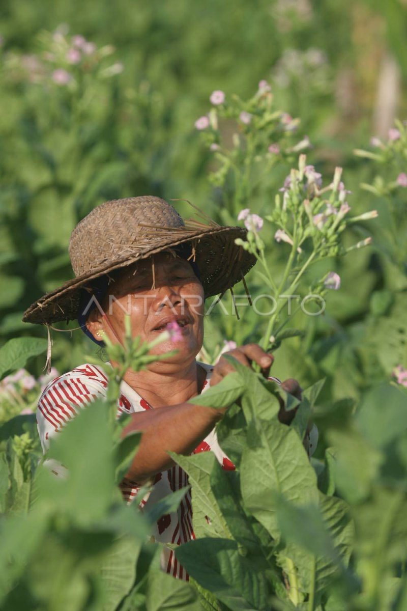 PETIK BUNGA | ANTARA Foto