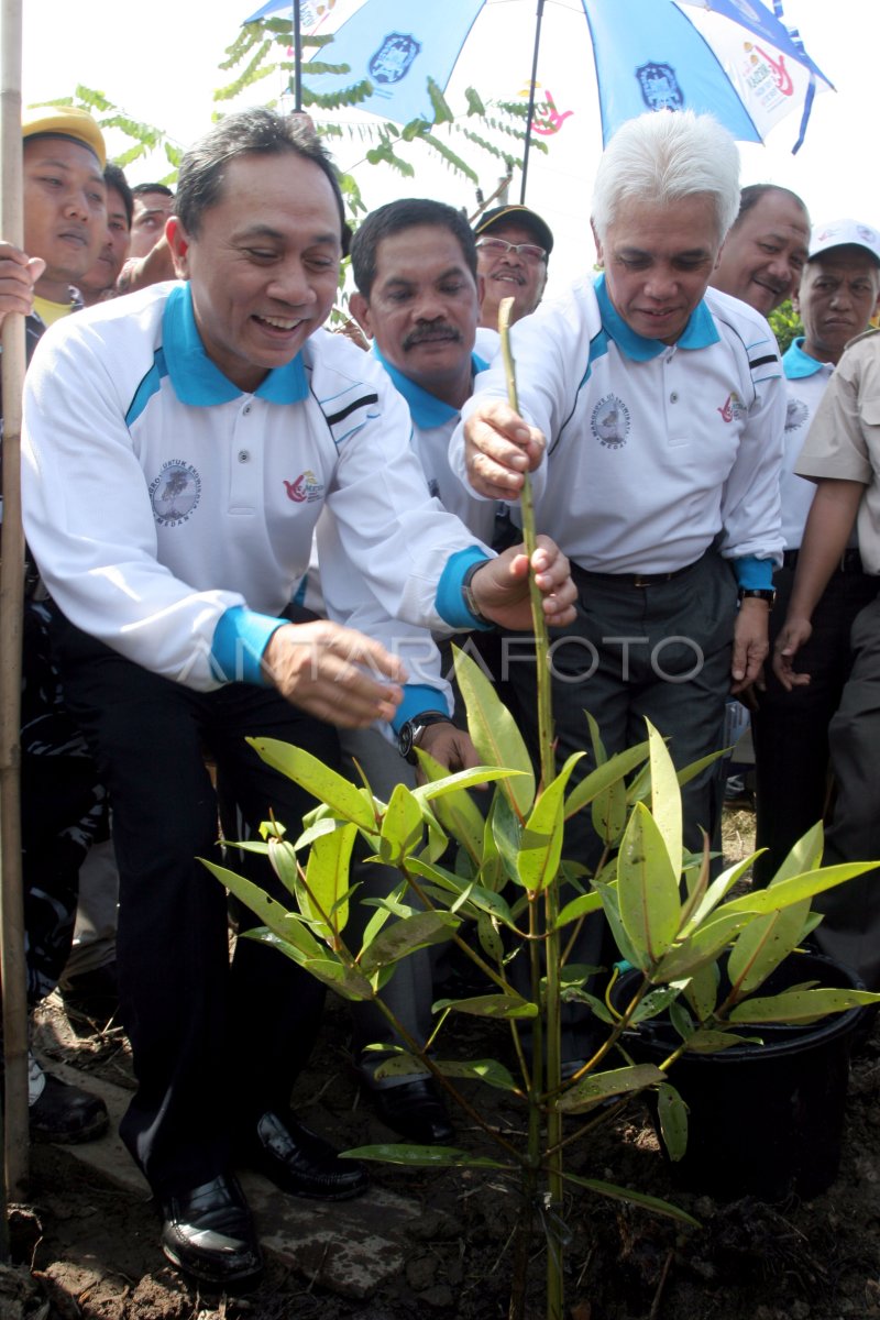 TANAM BIBIT MANGROVE | ANTARA Foto