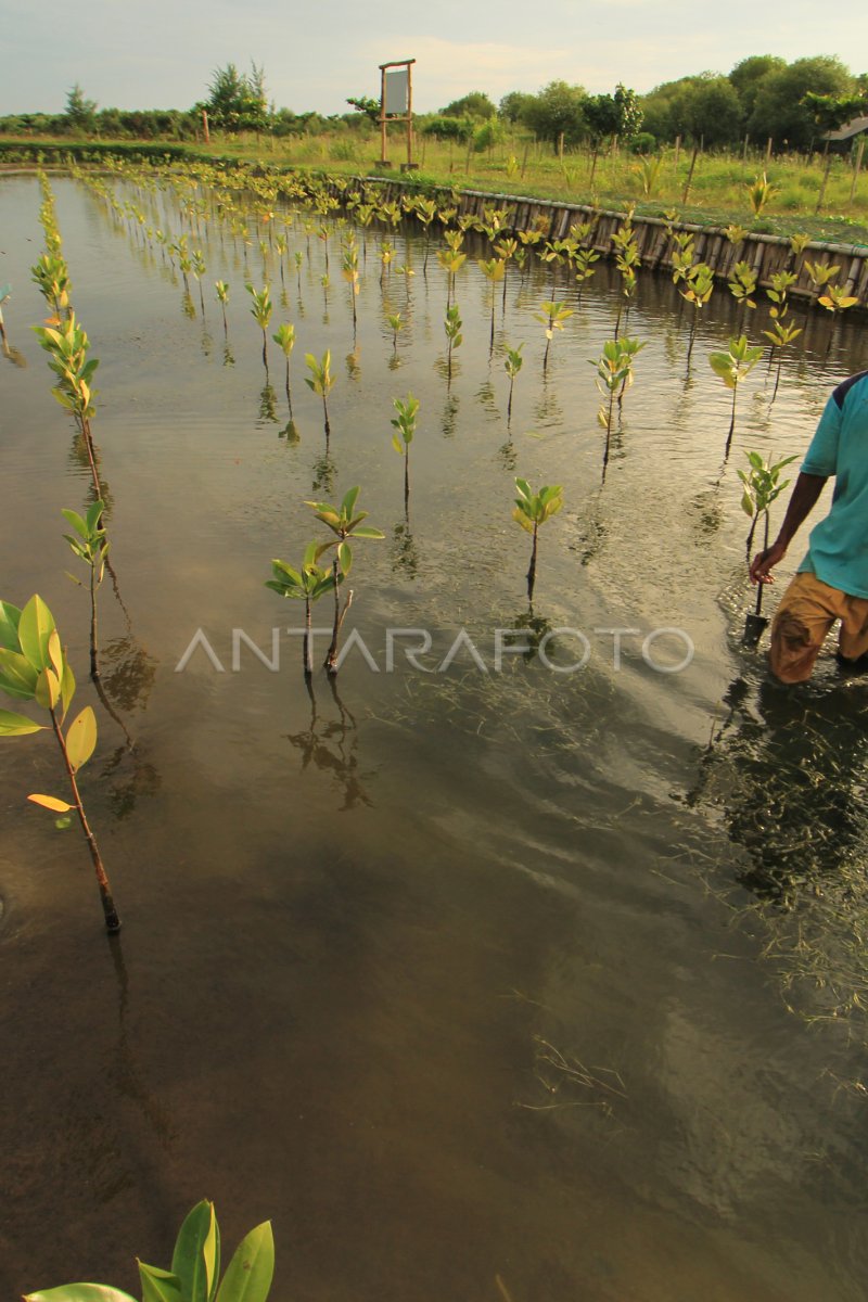 Pusat Pembibitan Mangrove Antara Foto