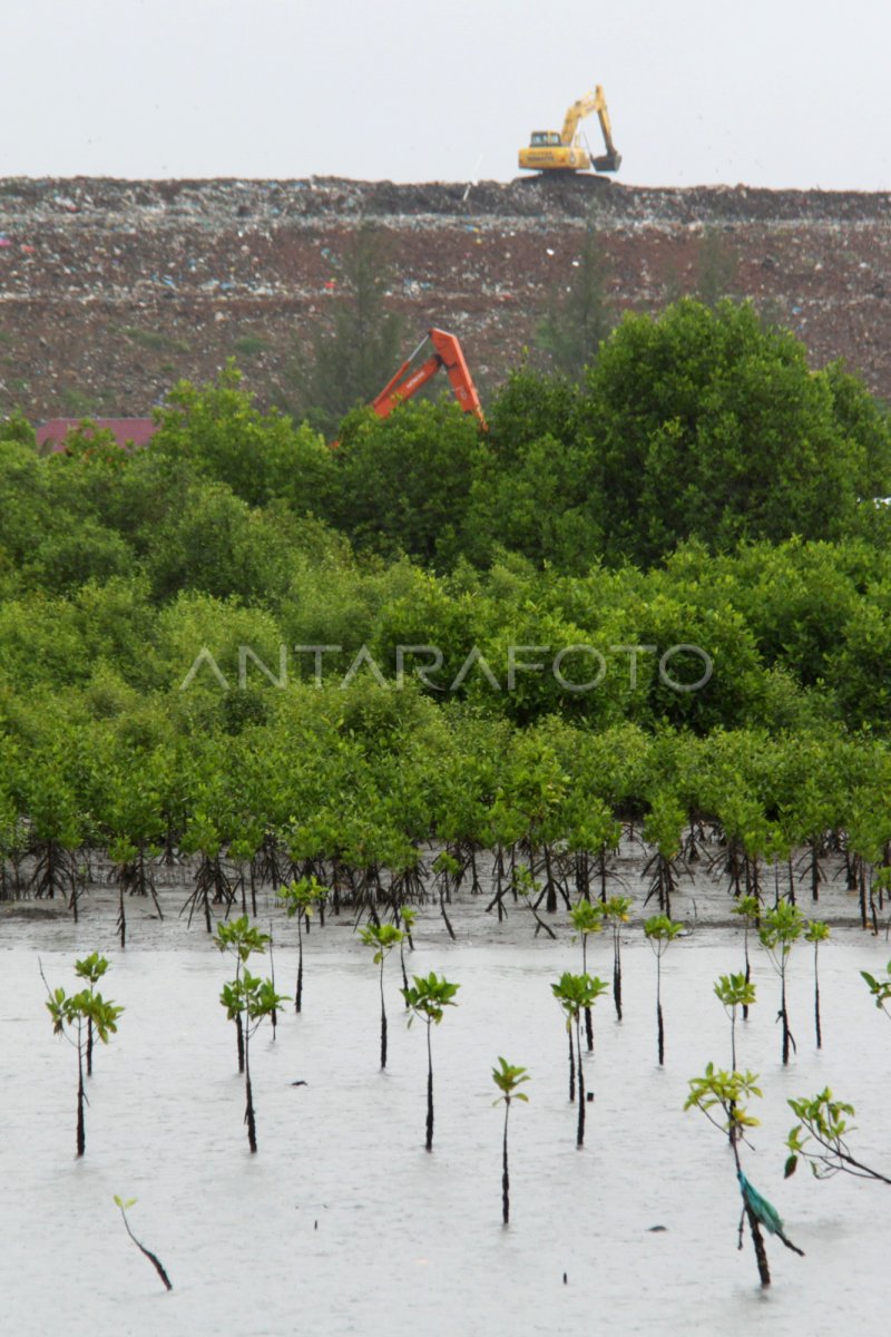 PERKEMBANGAN HUTAN MANGROVE ACEH | ANTARA Foto