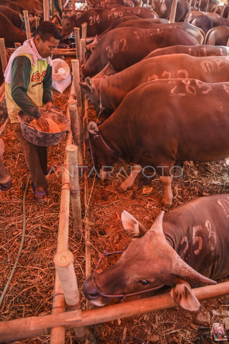 Pemprov Dki Mengimbau Beli Hewan Kurban Bersurat Sehat Antara Foto