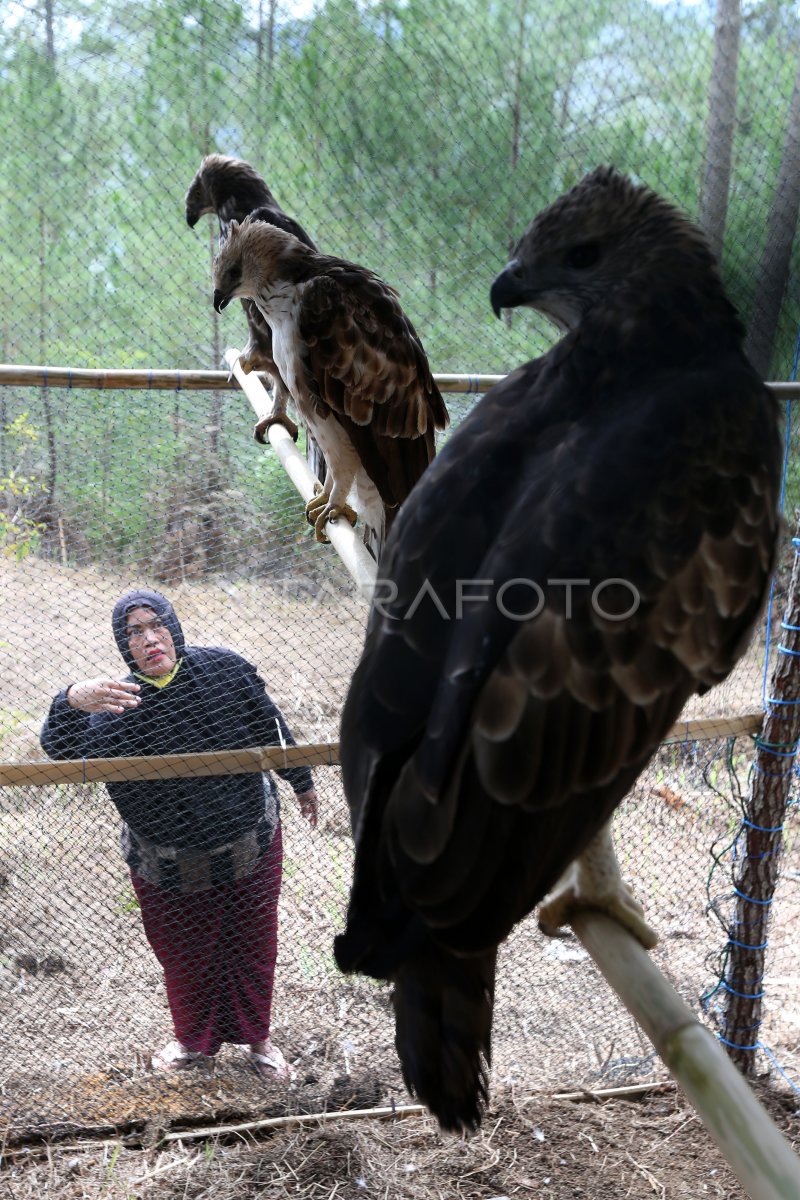 Perawatan Burung Elang Sebelum Dilepasliarkan Antara Foto 3836