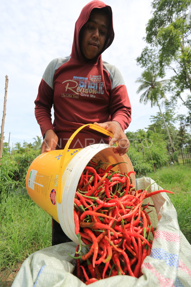 Harga Cabai Merah Naik Di Aceh Antara Foto