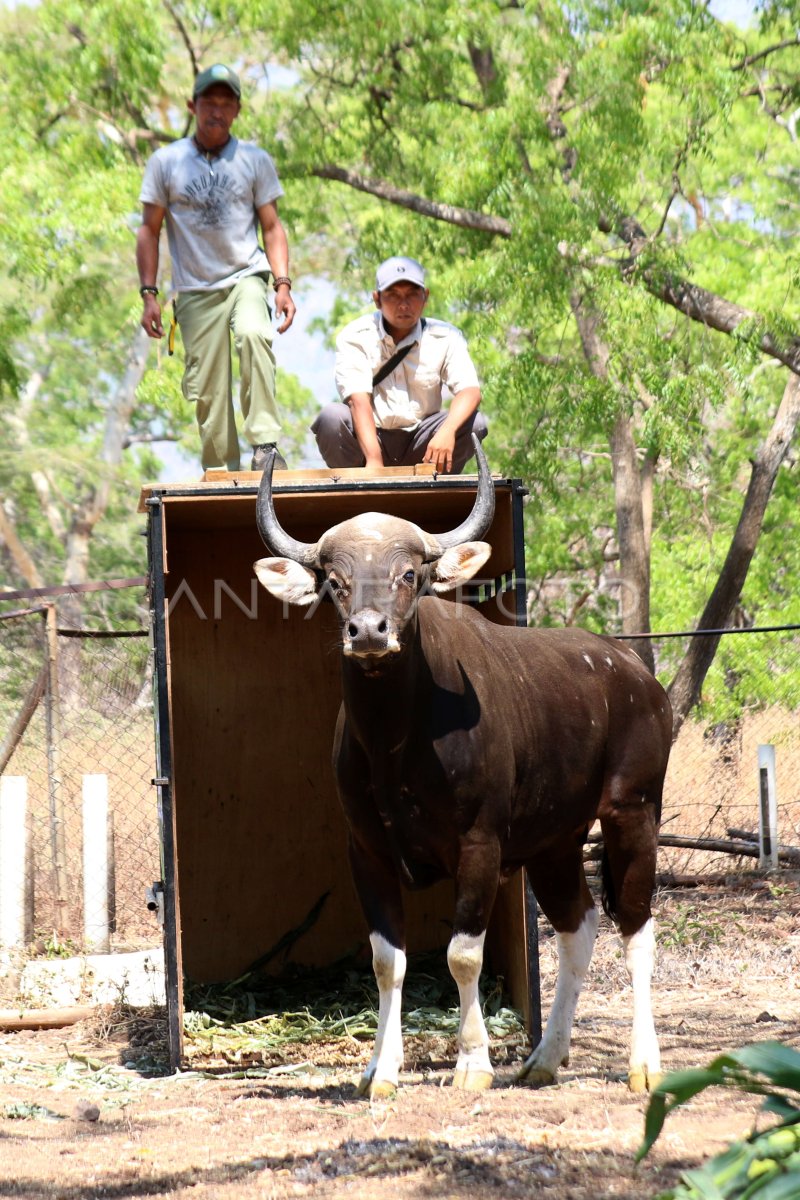Upaya Memperkaya Gen Banteng Jawa ANTARA Foto Upaya Memperkaya Gen Banteng Jawa ANTARA Foto
