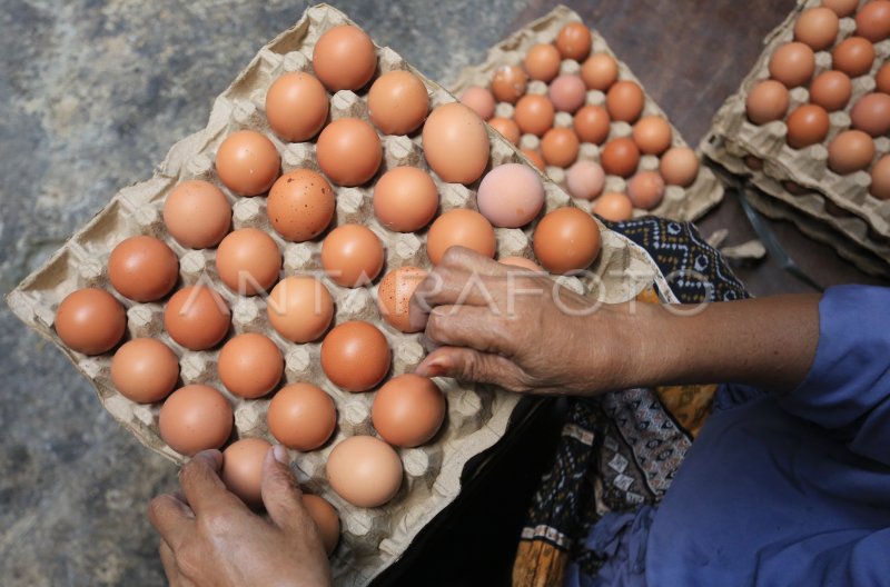 Harga Telur Ayam Ras Naik Di Aceh Antara Foto 9107