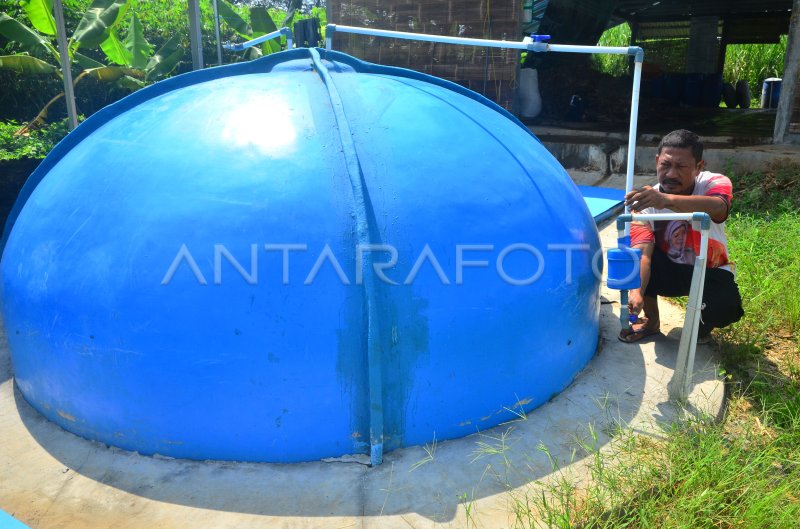 Pemanfaatan Kotoran Sapi Untuk Bahan Biogas Antara Foto