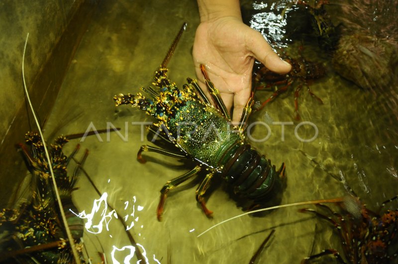 DAMPAK PENYELUNDUPAN BIBIT LOBSTER | ANTARA Foto