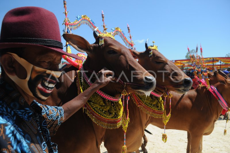 KONTES SAPI SONOK | ANTARA Foto