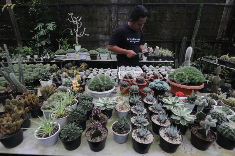 BUDI DAYA TANAMAN KAKTUS MINI | ANTARA Foto