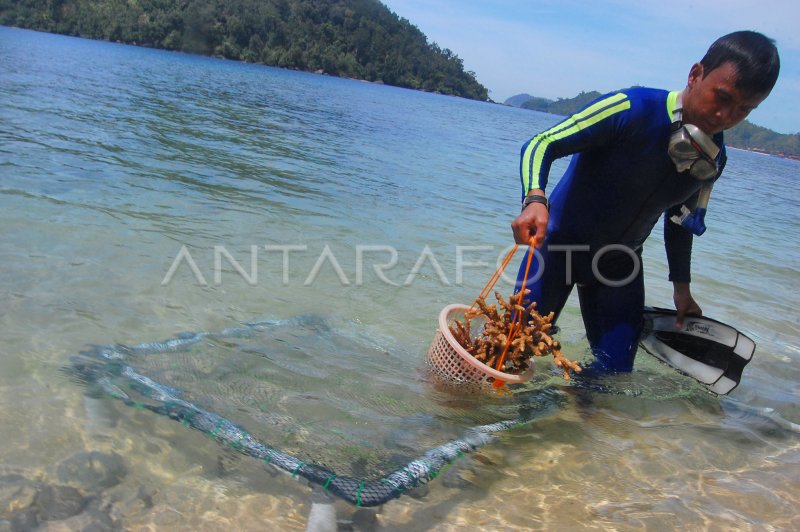 Transplantasi Karang Antara Foto 0857