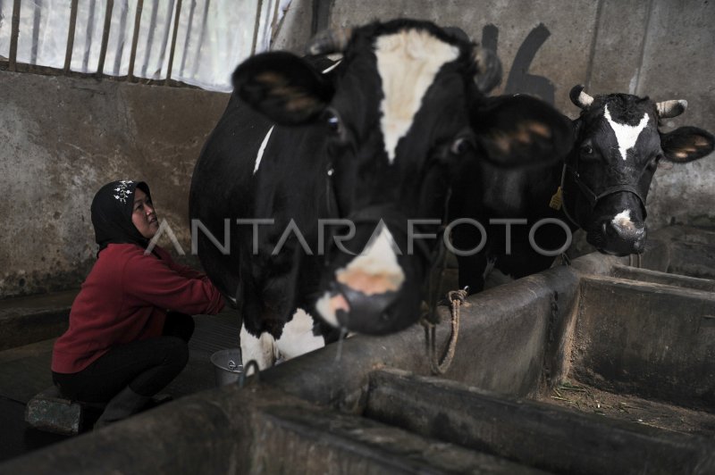 PETERNAK SAPI PERAH PUJON | ANTARA Foto