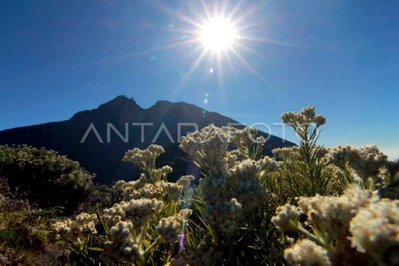 Menggapai Keindahan Rinjani Antara Foto