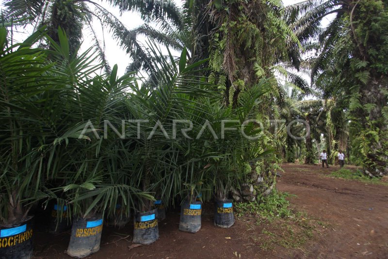 PROGRAM PEREMAJAAN SAWIT RAKYAT | ANTARA Foto