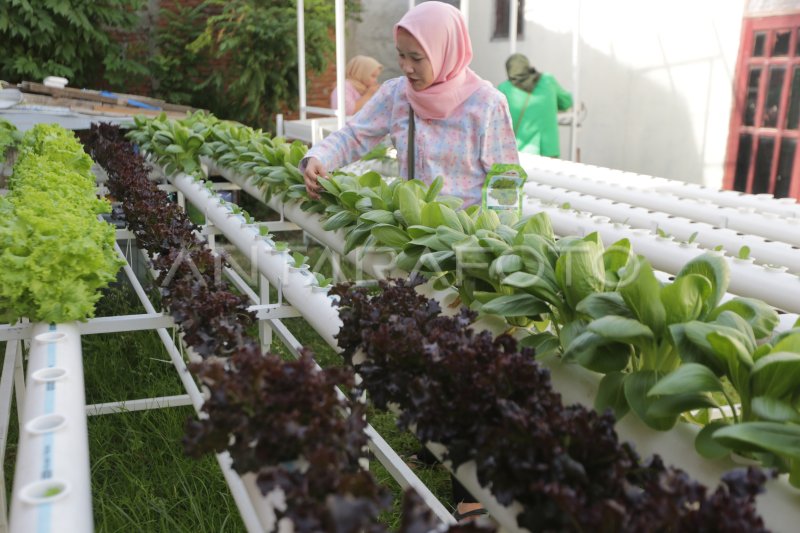 Budidaya Tanaman Hidroponik Antara Foto