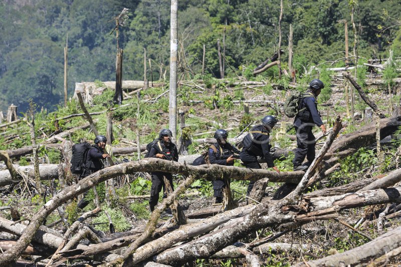 MEMBERANTAS LADANG GANJA DI ACEH | ANTARA Foto