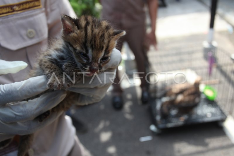 Ungkap Kasus Penyelundupan Satwa Dilindungi Antara Foto