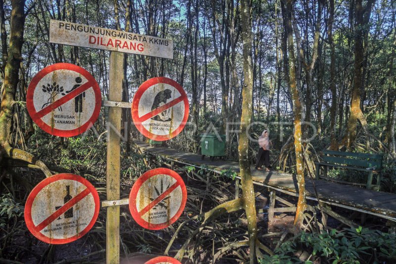 Daya Tarik Wisata Di Kawasan Konservasi Mangrove Dan Bekantan ANTARA Foto