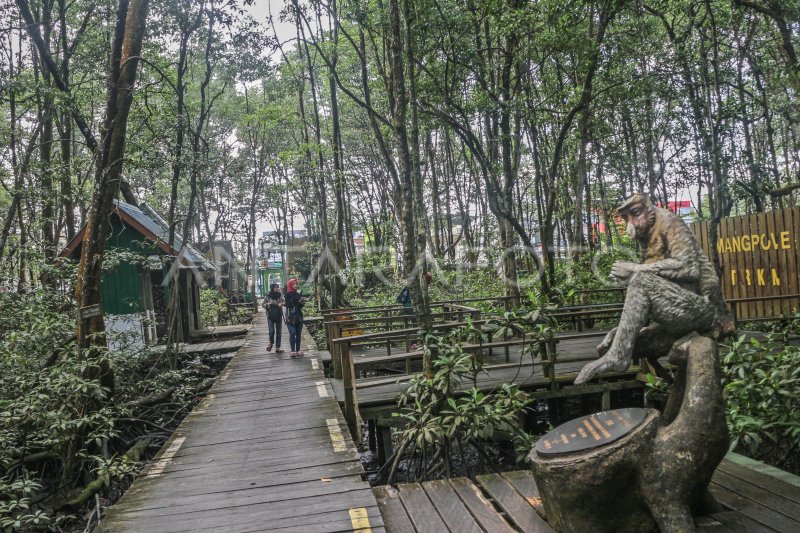 Daya Tarik Wisata Di Kawasan Konservasi Mangrove Dan Bekantan | ANTARA Foto