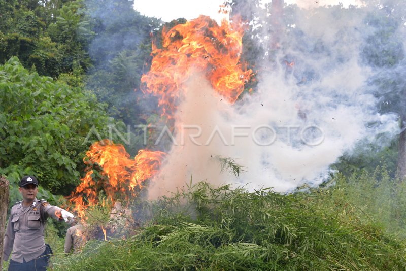 PEMUSNAHAN TANAMAN GANJA PEGUNUNGAN ACEH BESAR | ANTARA Foto