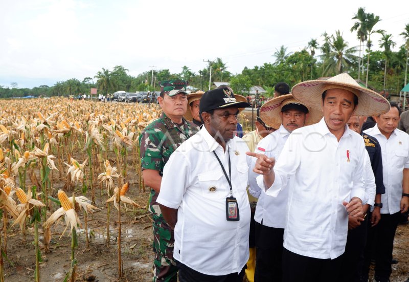 Presiden Panen Jagung Di Lumbung Pangan Papua | ANTARA Foto