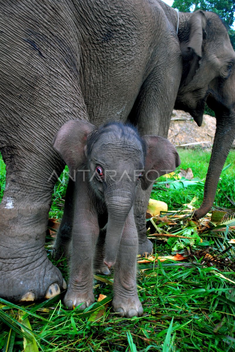 KELAHIRAN ANAK GAJAH | ANTARA Foto