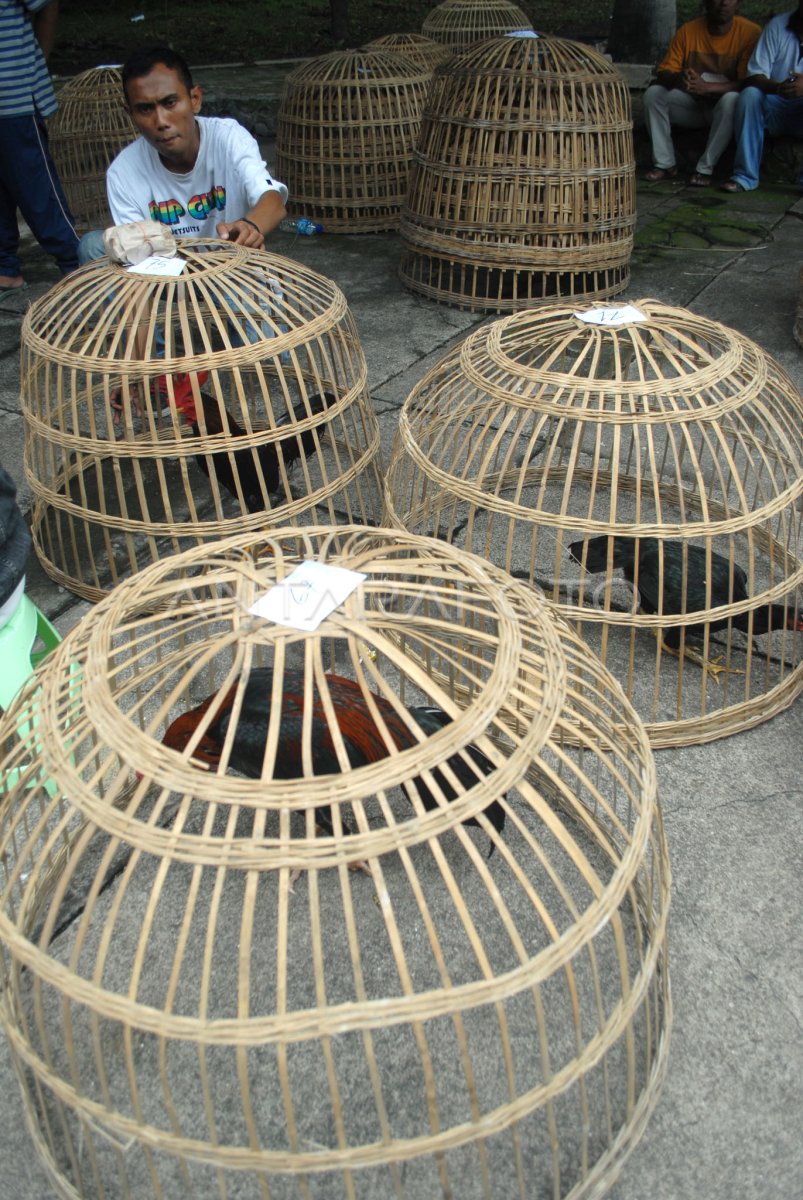 KOMPETISI AYAM JAGO GAGAL DIGELAR | ANTARA Foto