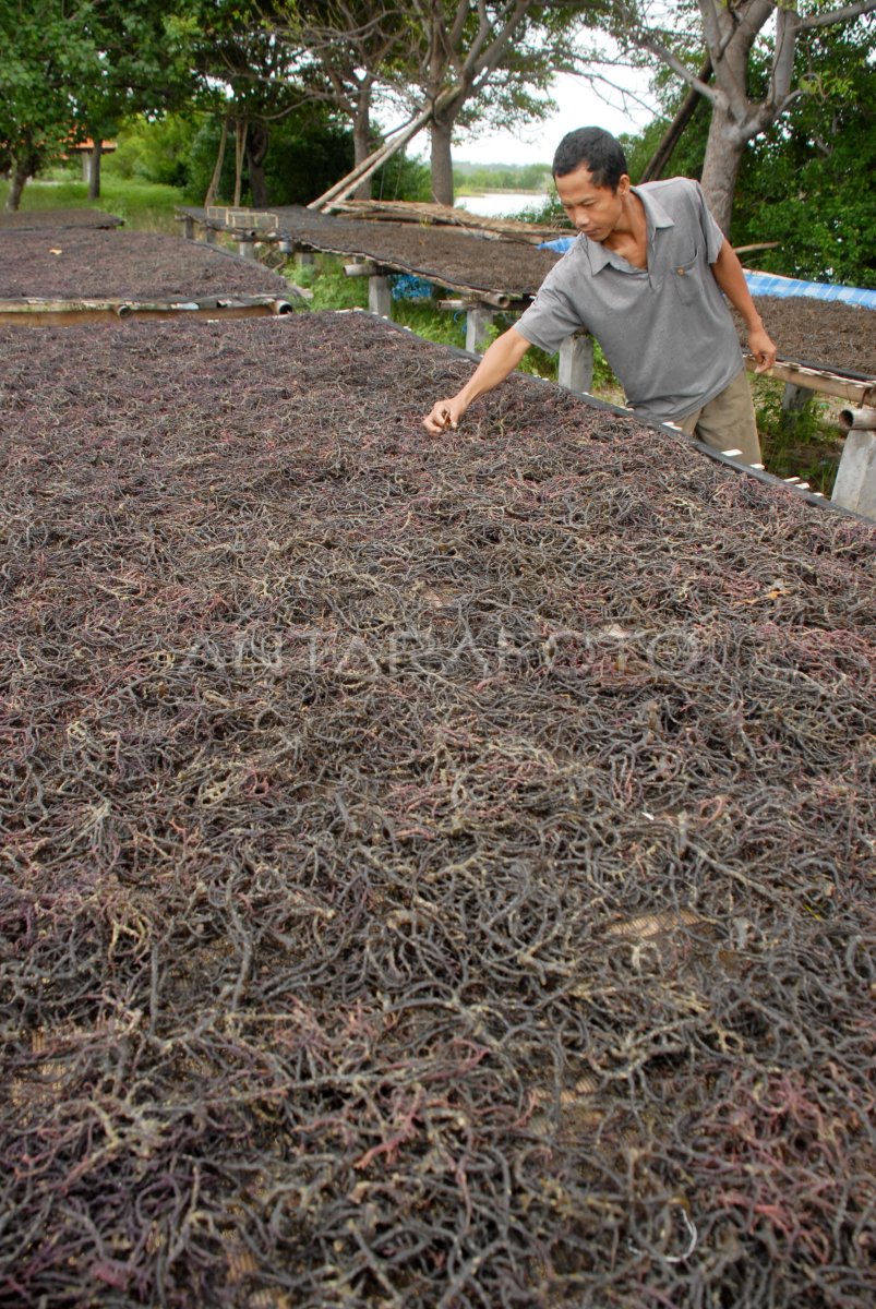 Harga Rumput Laut Antara Foto