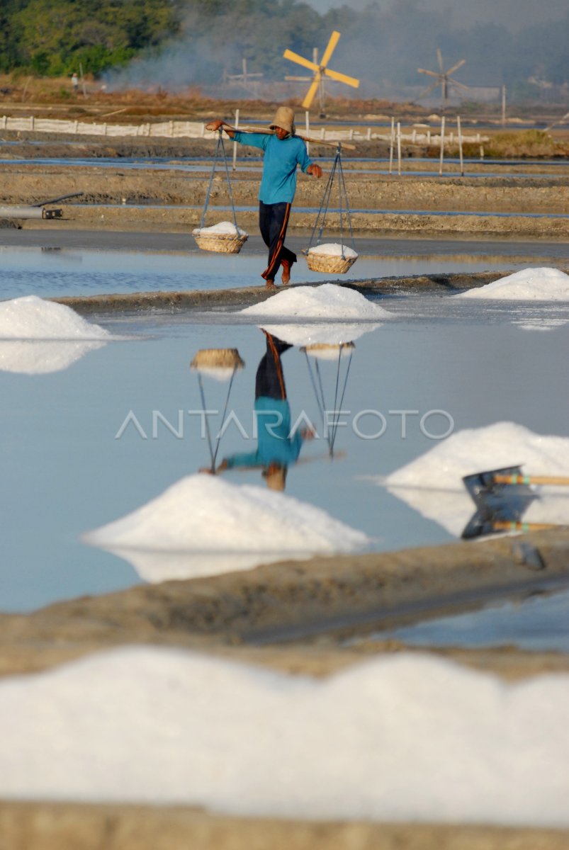 Buruh Panen Garam Antara Foto