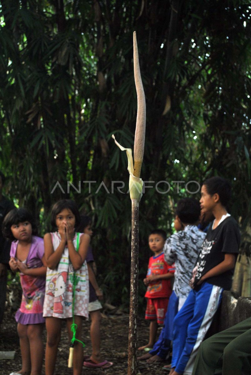 Penemuan Bunga Bangkai Antara Foto