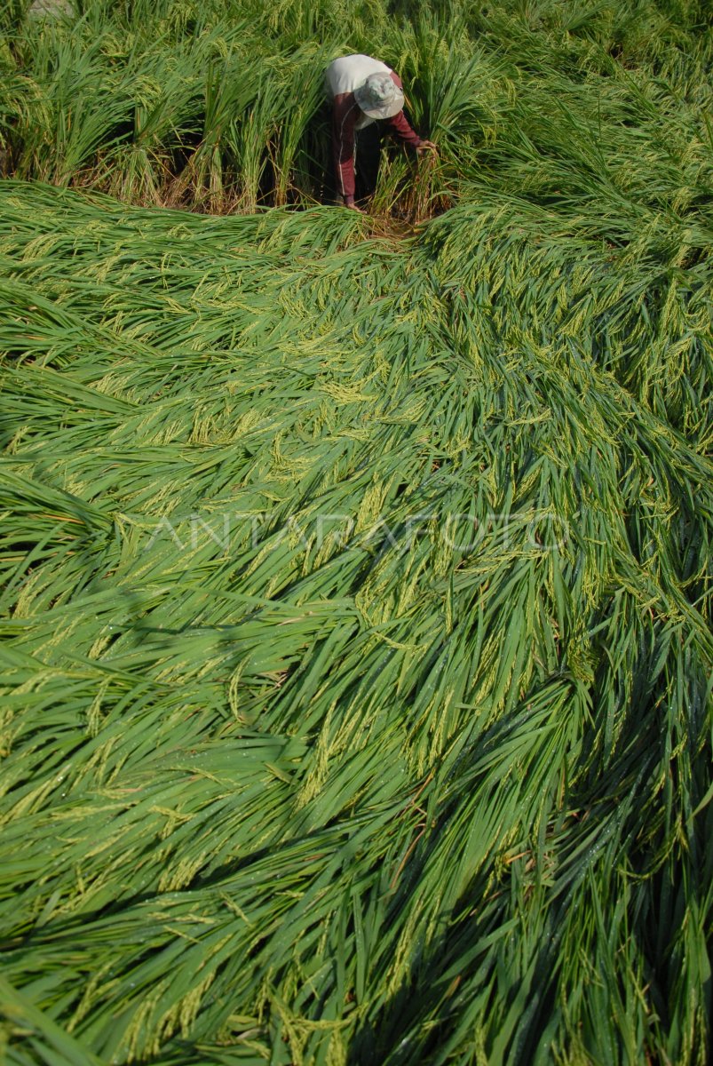 TERANCAM GAGAL PANEN | ANTARA Foto