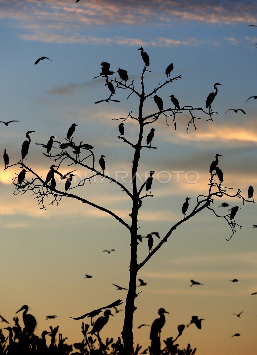 Populasi Burung Kuntul Antara Foto