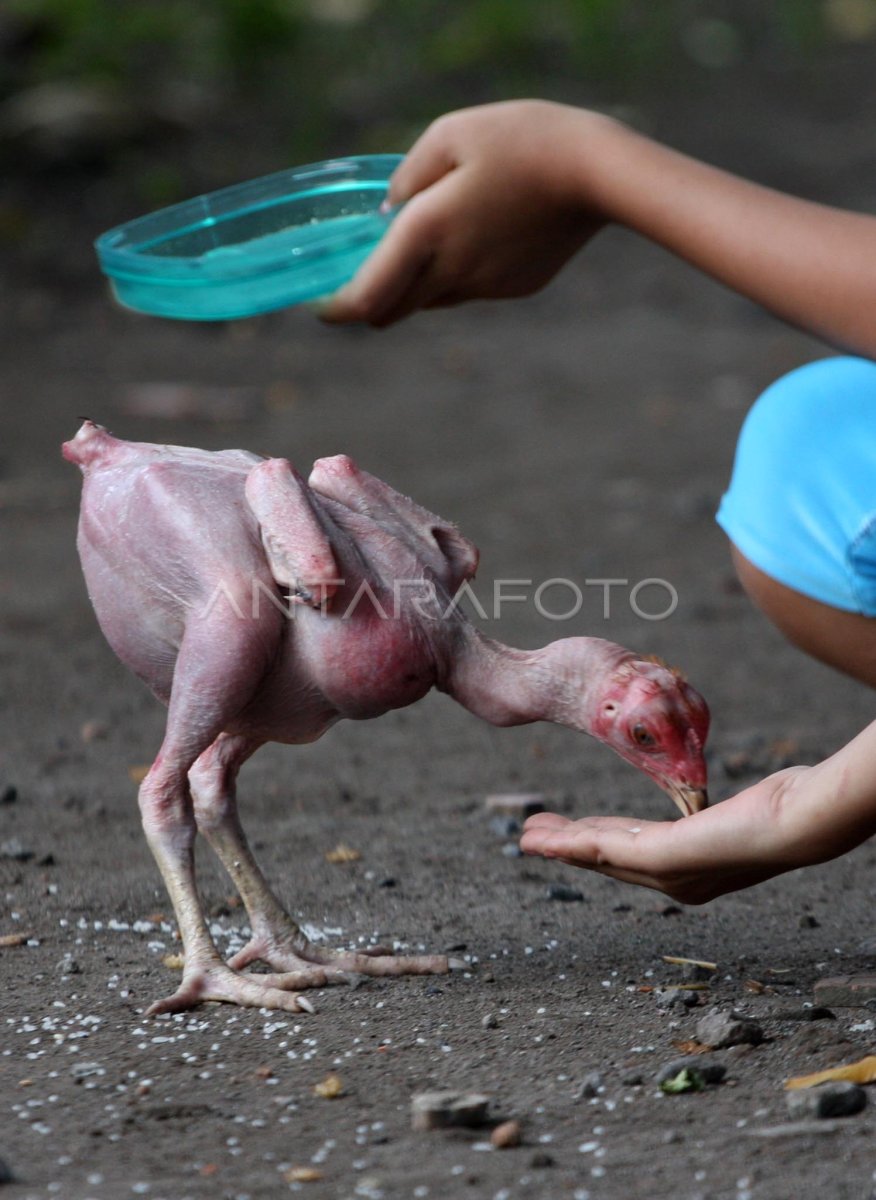 Ayam Tanpa Bulu Antara Foto