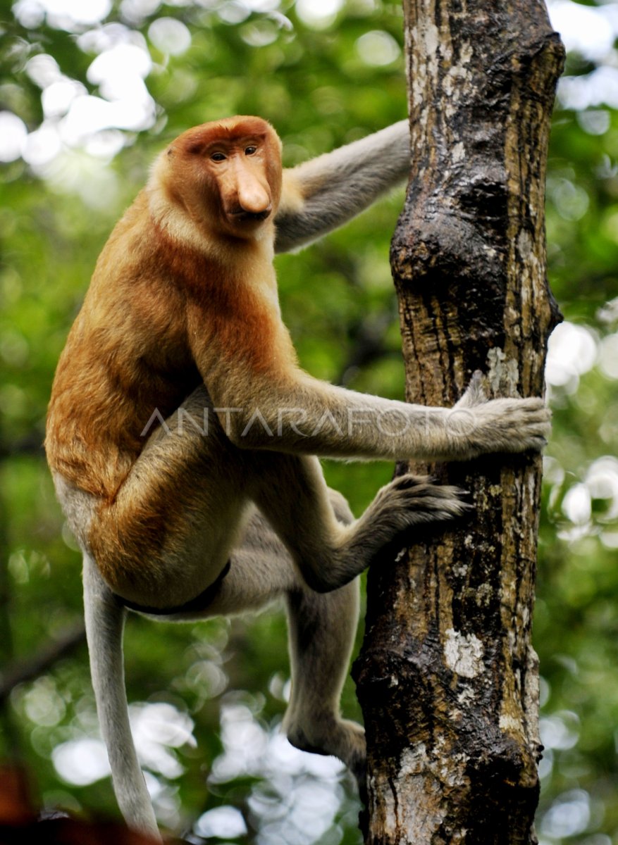 MONYET BEKANTAN | ANTARA Foto