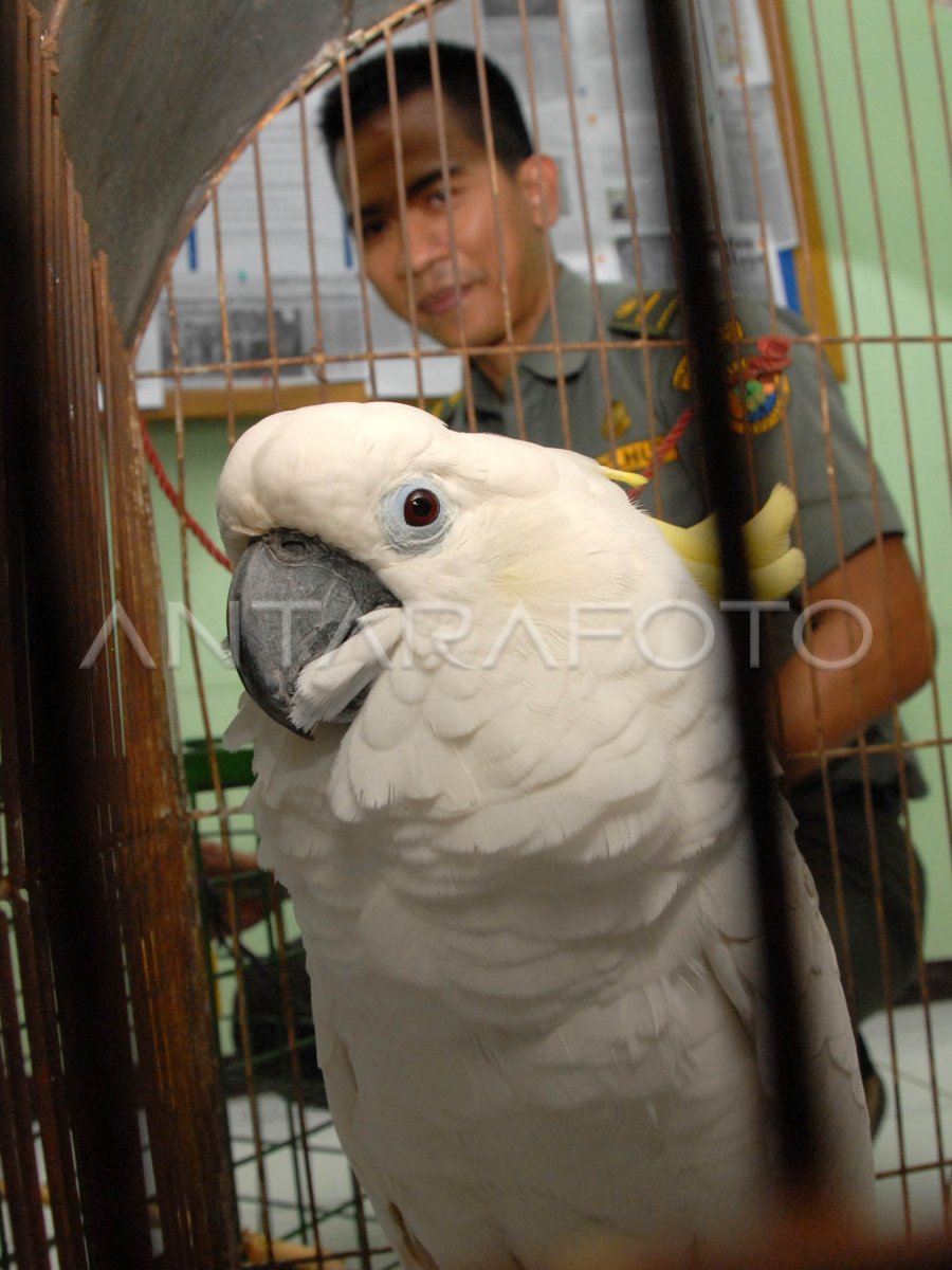 Bksda Terima Burung Kakatua Antara Foto