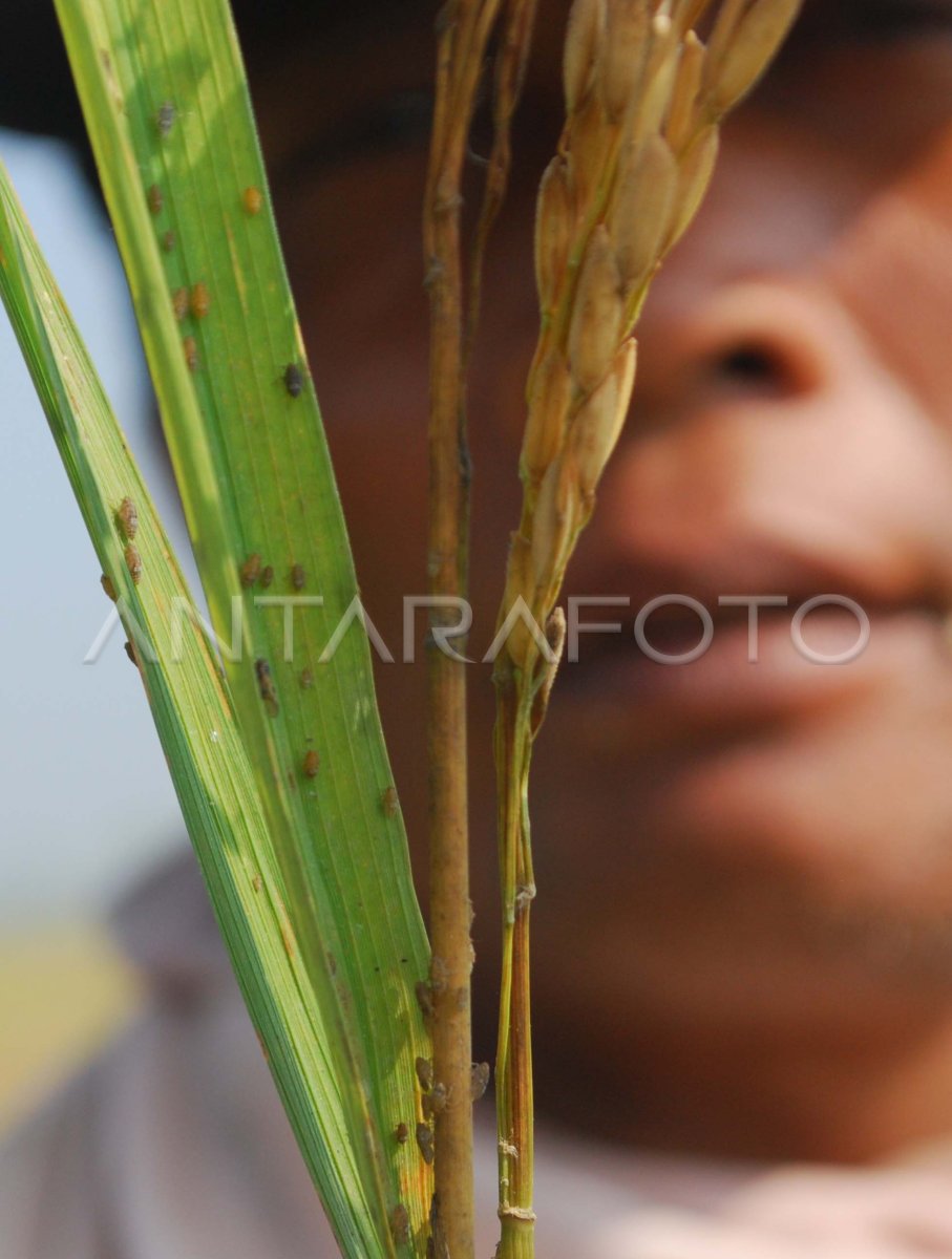 HAMA WERENG | ANTARA Foto